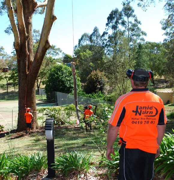 Total Tree Services team at work