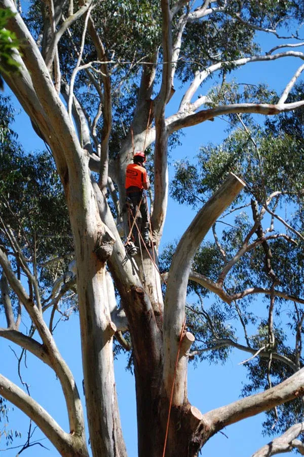Tree Removal