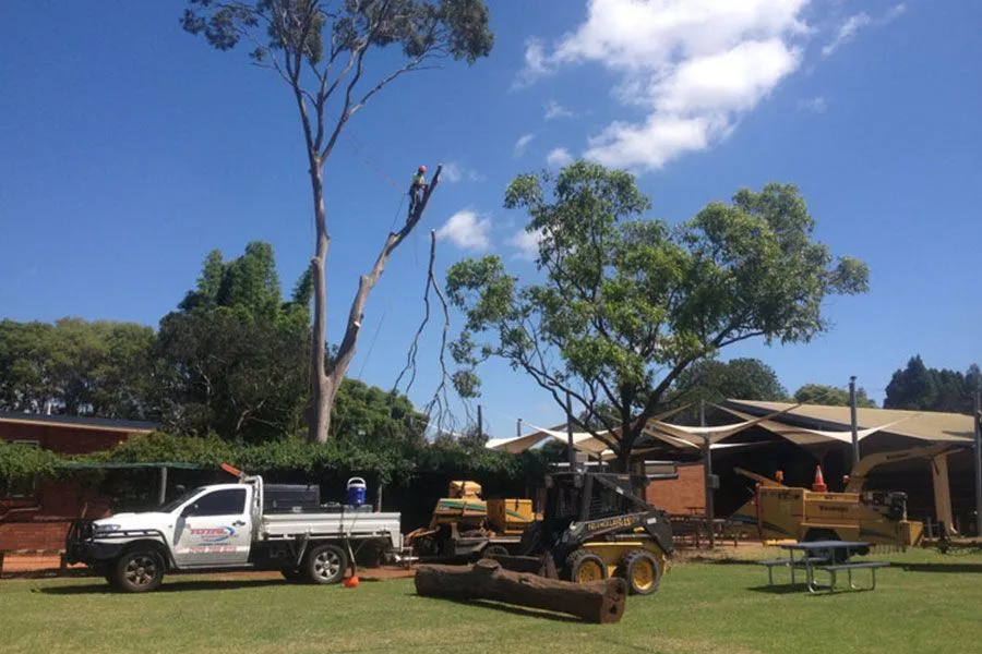 Arborist Reports