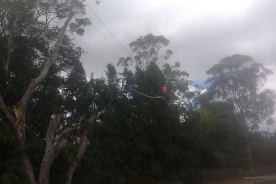 Storm damaged tree cleanup