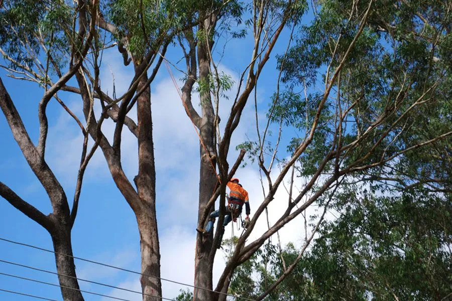 Total Tree Services at work