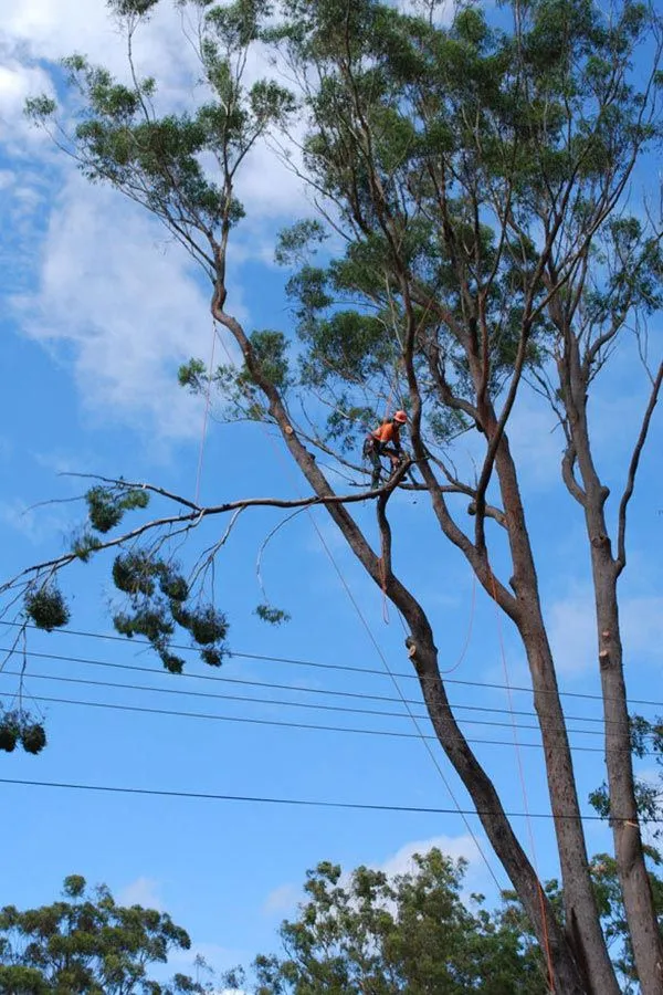 Tree services background