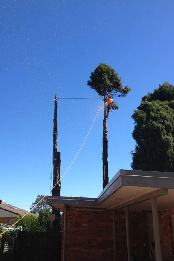 Stump grinding