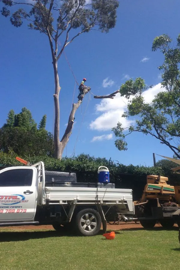 Tree climbing work